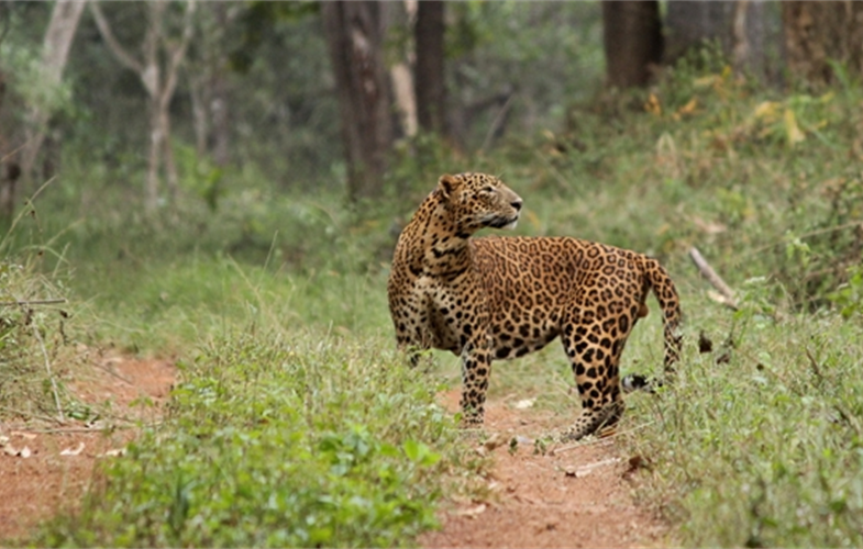 Leopard  in Nagarahole Tiger Reserve_Photo - K Subbaiah, WCS India Program